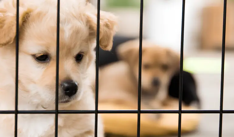 dois cães sentados dentro de uma cerca.