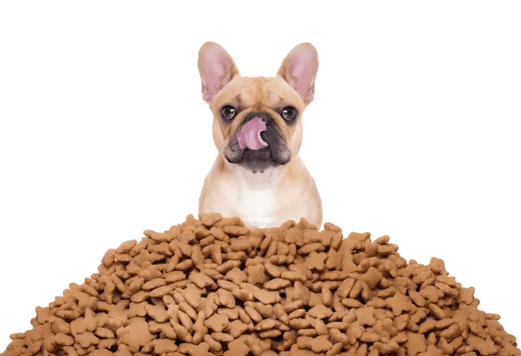 um cachorro sentado e em sua frente bastante ração no chão.