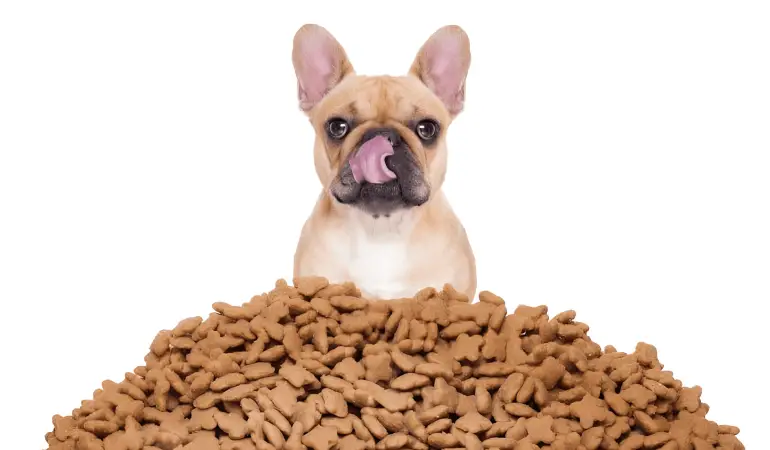 um cachorro e em sua frente muita ração no chão.