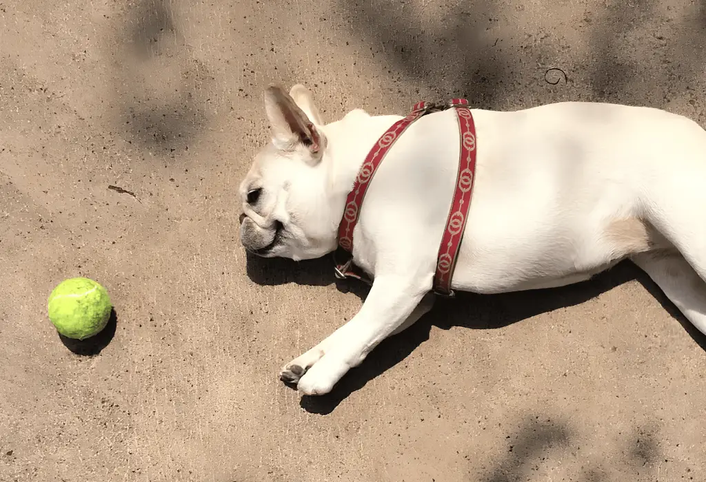 um cachorro deitado ao chão, pois esta muito calor, ao seu lado uma bolinha de tênis.