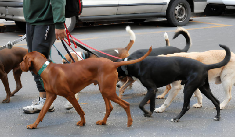 um homem passeando com vários cachorros em uma via urbana.