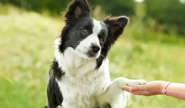 um cachorro sentado dando a patinha para uma mulher.