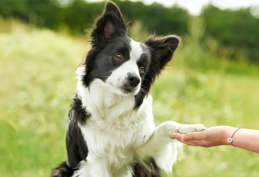 uma cachorro dando a patinha para uma mulher.