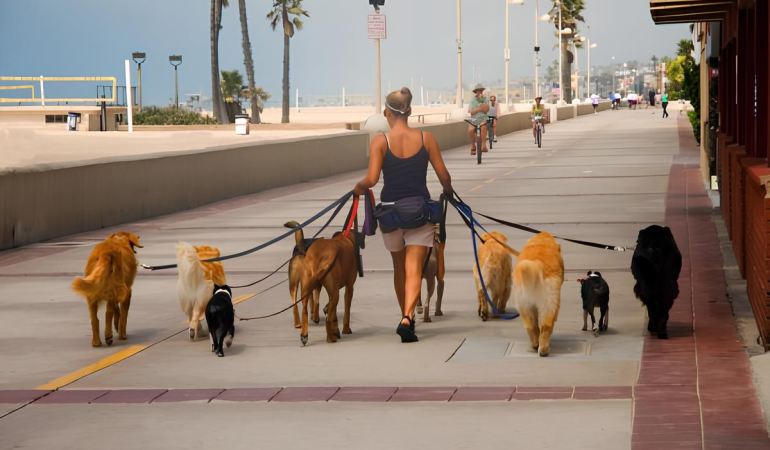 uma mulher passeando com vários cachorros.