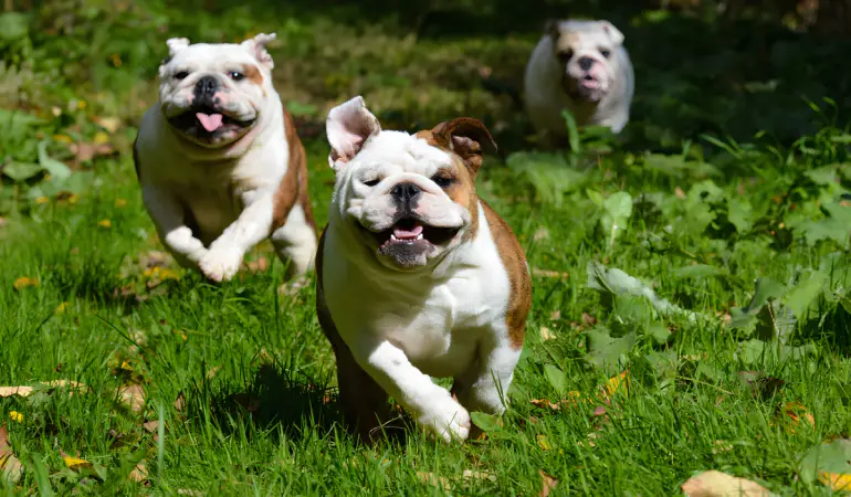 três cachorros correndo em um gramado.
