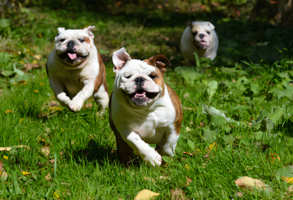 três cachorros correndo em um gramado fazendo exercícios ao ar livre 