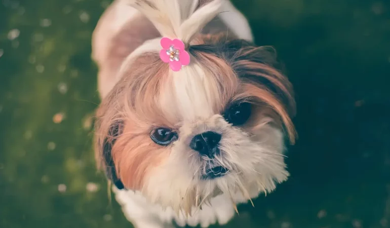 Um cachorro da raça shih tzu na pelagem branca e dourada.