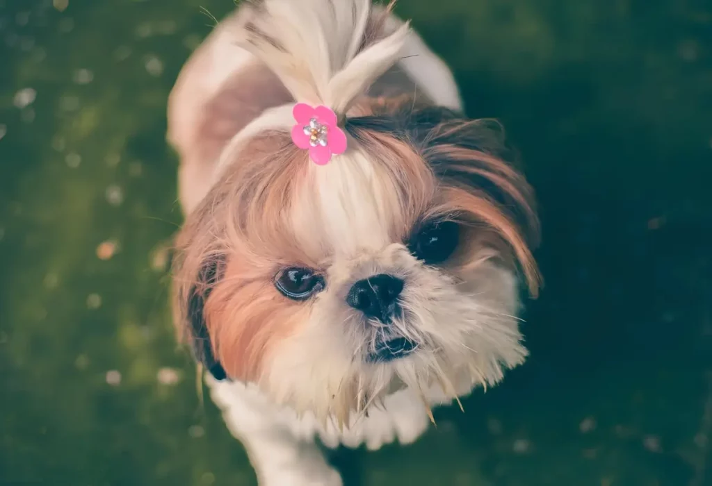 Um cachorro da raça Shih Tzu na pelagem branca e dourada em um gramado.