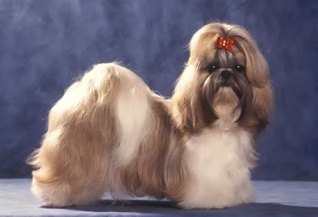 Um cachorro da raça shih tzu padrao Europeu.