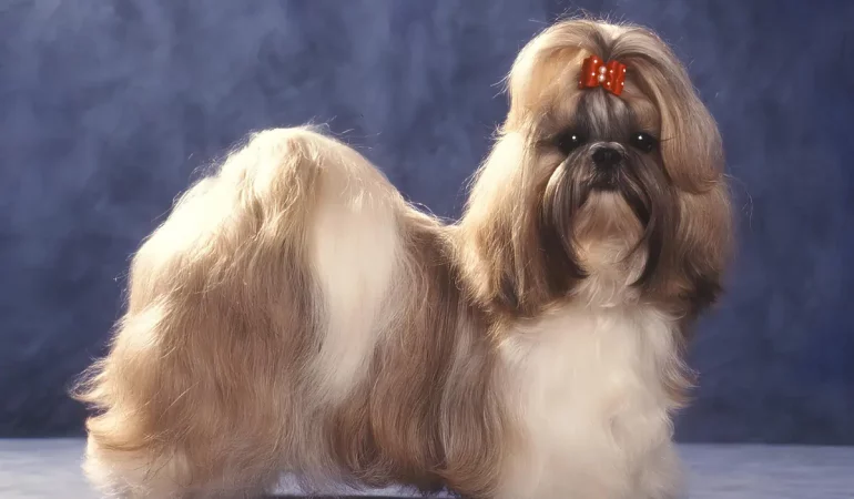 Um cachorro da raça shih tzu padrao europeu.