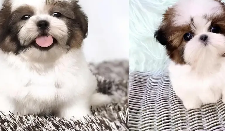 Um cachorro da raça shih tzu com 2 meses de vida.