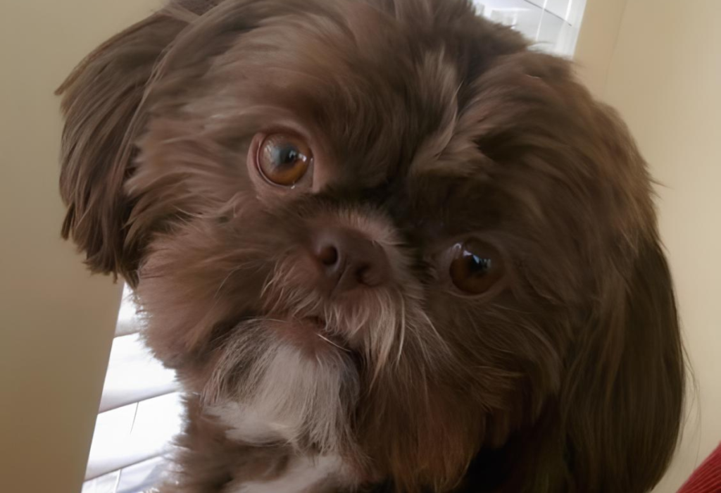 Um cachorro da raça Shih Tzu na pelagem chocolate.