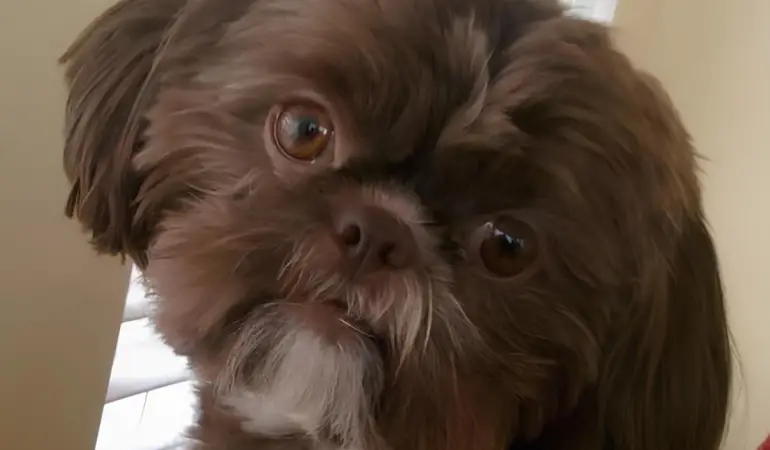 Um cachorro da raça Shih Tzu na pelagem Chocolate.