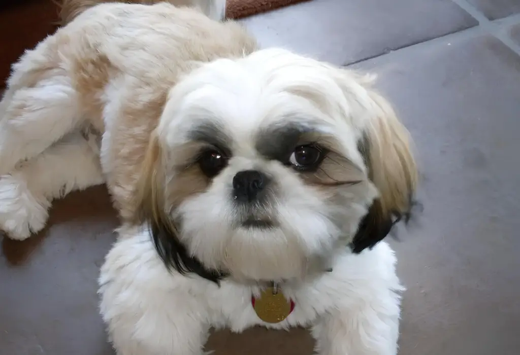 Um cachorro da raça shih tzu deitado no chão.
