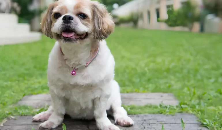 Um cachorro da raça Shih Tzu com problemas de obesidade.