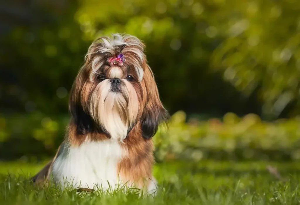 Um cachorro da raça Shih Tzu em um gramado