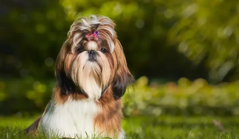 Um cachorro da raça shih tzu em um gramado.