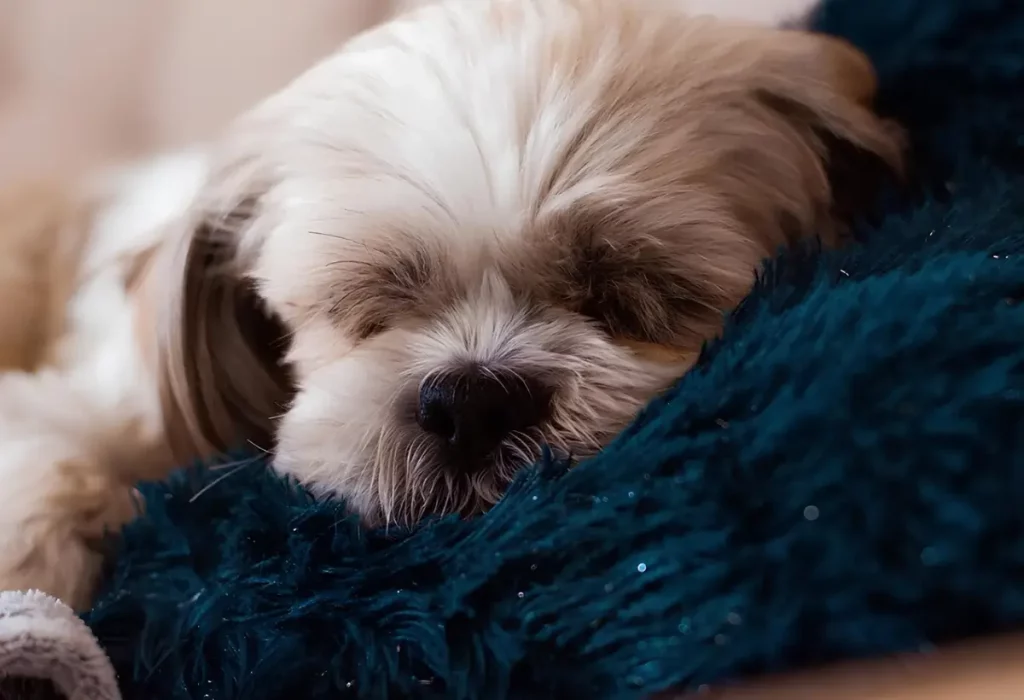 Um cachorro da raça Shih Tzu dormindo.