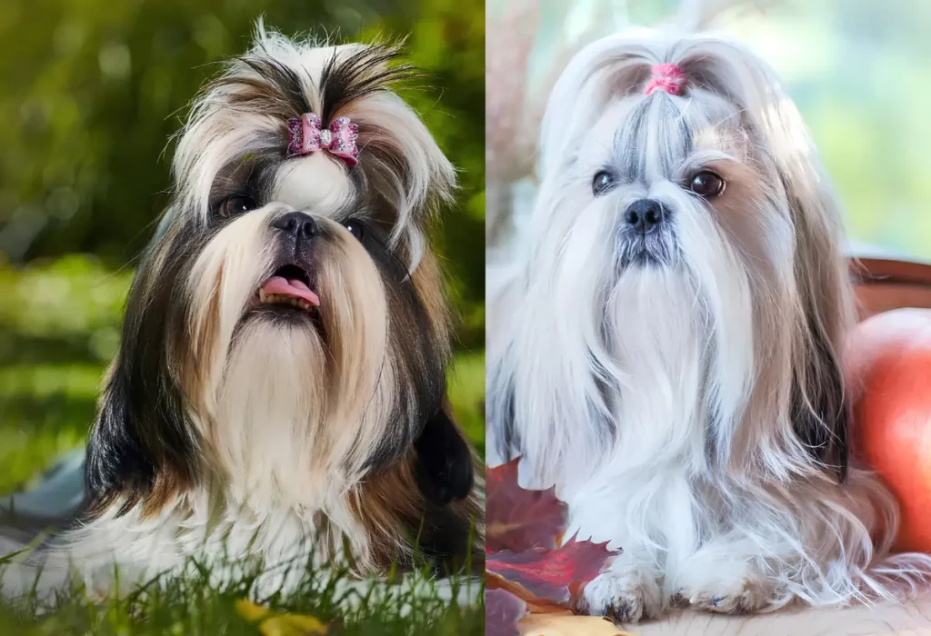 Dois Shih tzu, um Europeu e outro americano.