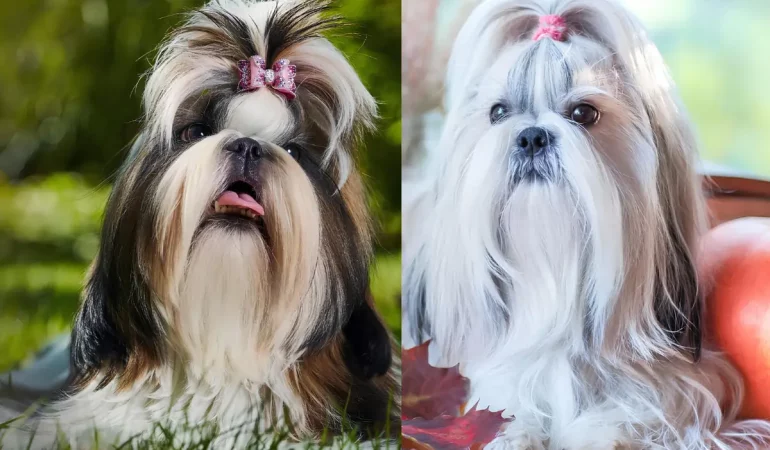 dois shih tzus um americano e outro europeu.