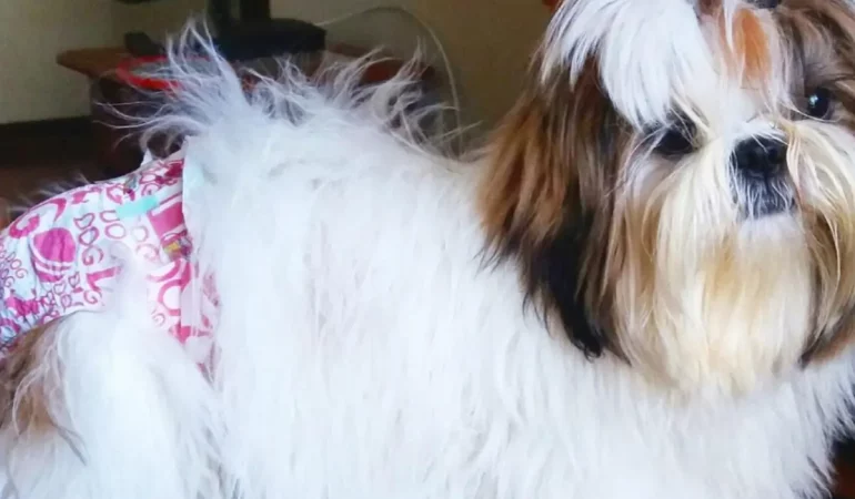 Uma cadela da raça Shih Tzu no primeiro cio.