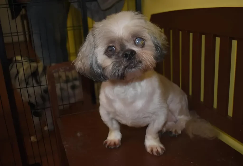 Um cachorro da raça Shih Tzu idoso com problemas de saúde.