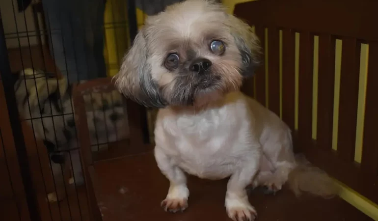Um cachorro da raça Shih Tzu idoso com problemas de saúde.