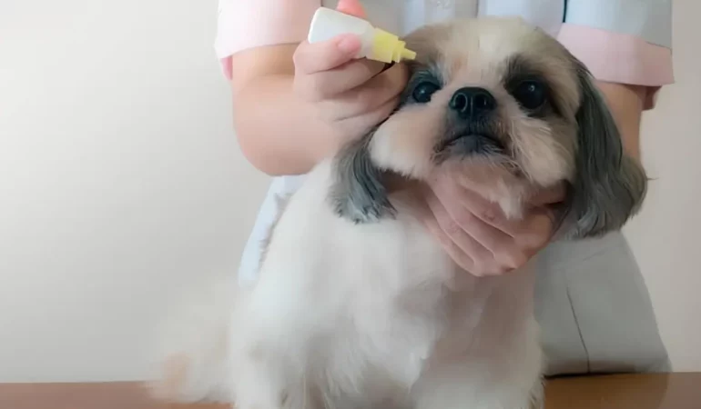 Um cachorro da raça Shih Tzu sendo tratado com colírios nos olhos.