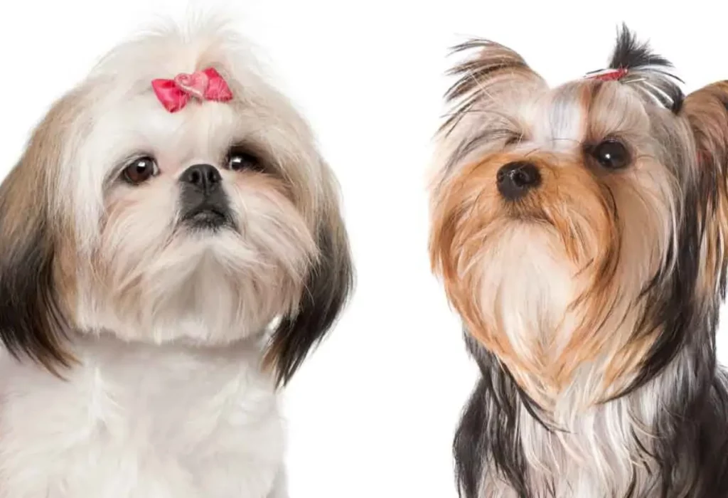 Dois cães, sendo um da raça Shih tzu e outro Yorkshire.