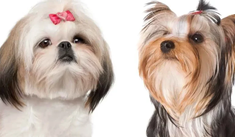 Dois cães sendo um da raça yorkshire e outro da raça shih tzu.