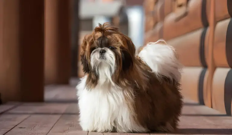 Um cachorro da raça Shih tzu.
