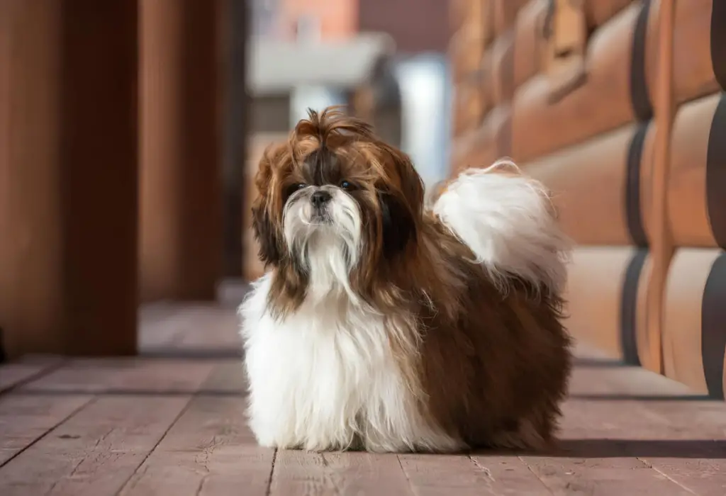 Um cachorro da raça Shih Tzu.