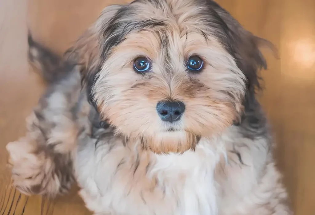 Um cachorro resultado de uma mistura das raças shih tzus e poodle.