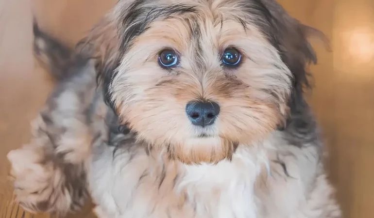 Um cachorro resultado da mistura das raças shih tuzus e poodle.