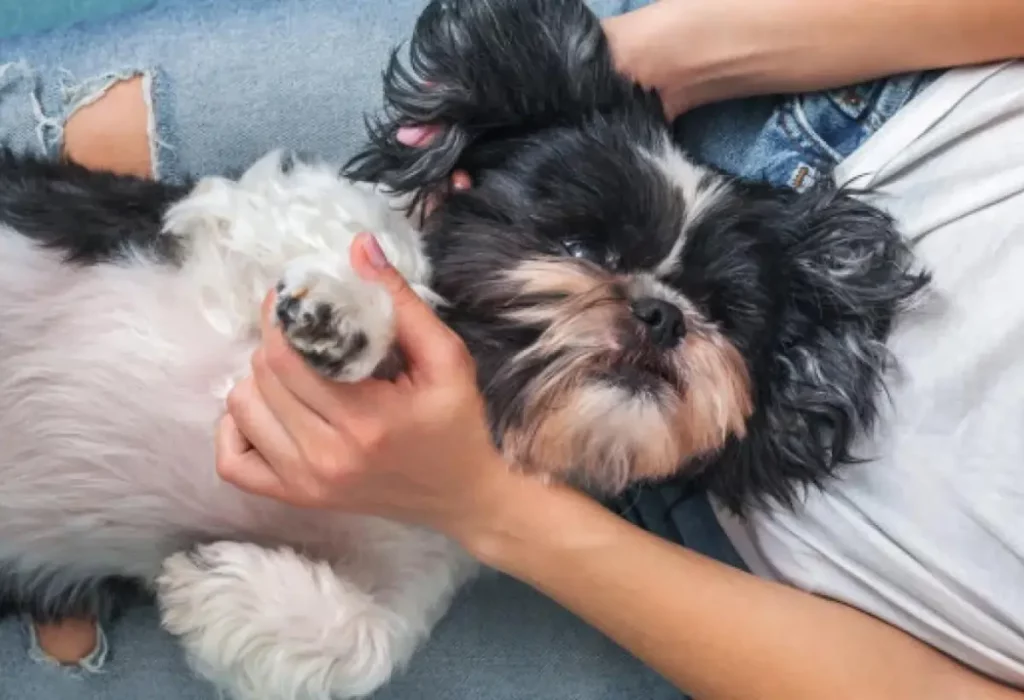 Um cachorro da raça Shih Tzu com problemas de manchas escuras na pele deitado no colo do seu tutor.