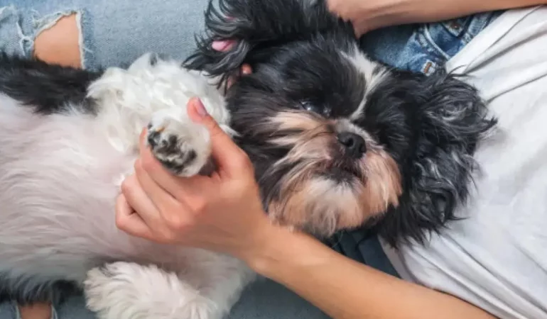 Um cachorro da raça shih tzu com problemas de mancha escura na pele.