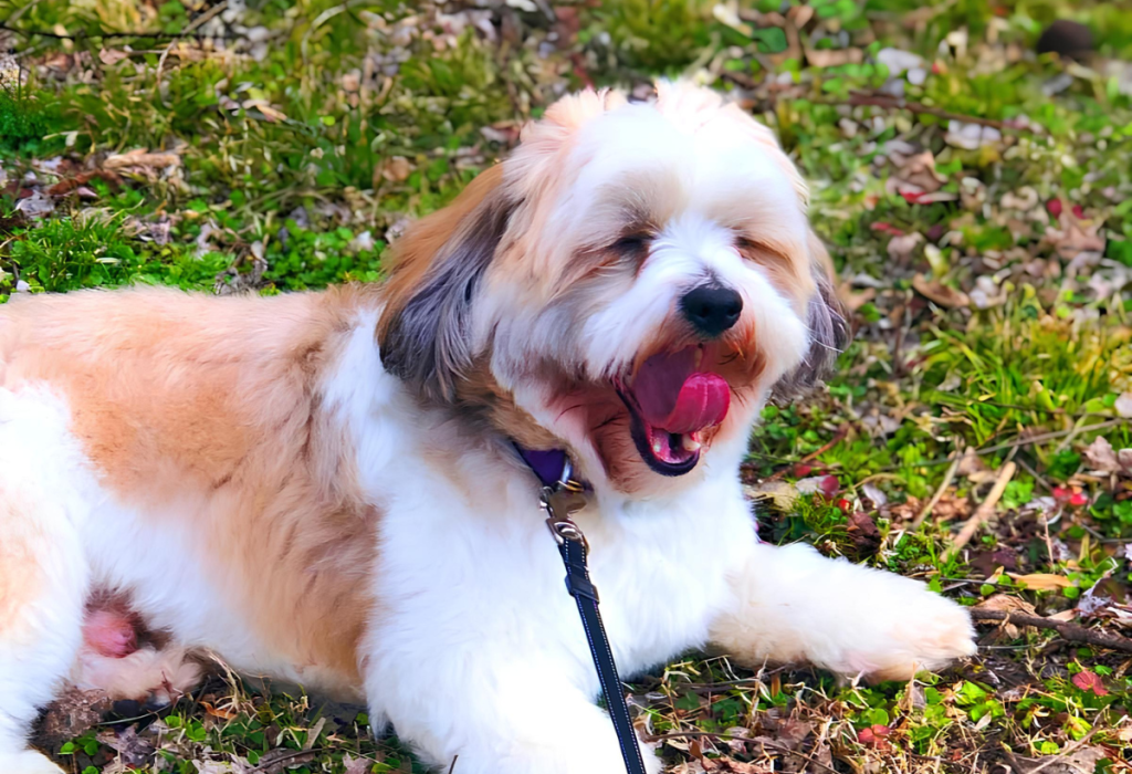 Um cachorro da raça Shih Tzu deitado em um gramado descansando de um passeio.