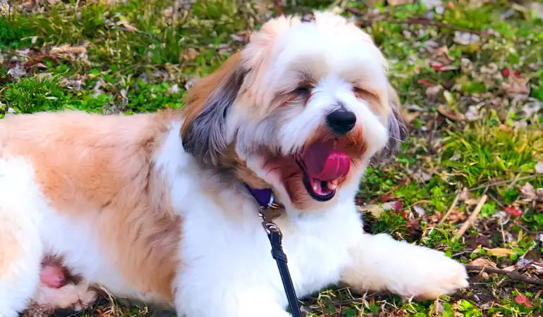 Um cachorro da raça shih tzu descansando de um passeio em um gramado.