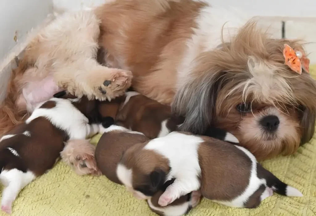 Um cachorro da raça Shih Tzu com seus filhotes da primeira ninhada.