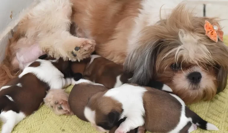 Uma cadela da raça shih tzu com a primeira ninhada.