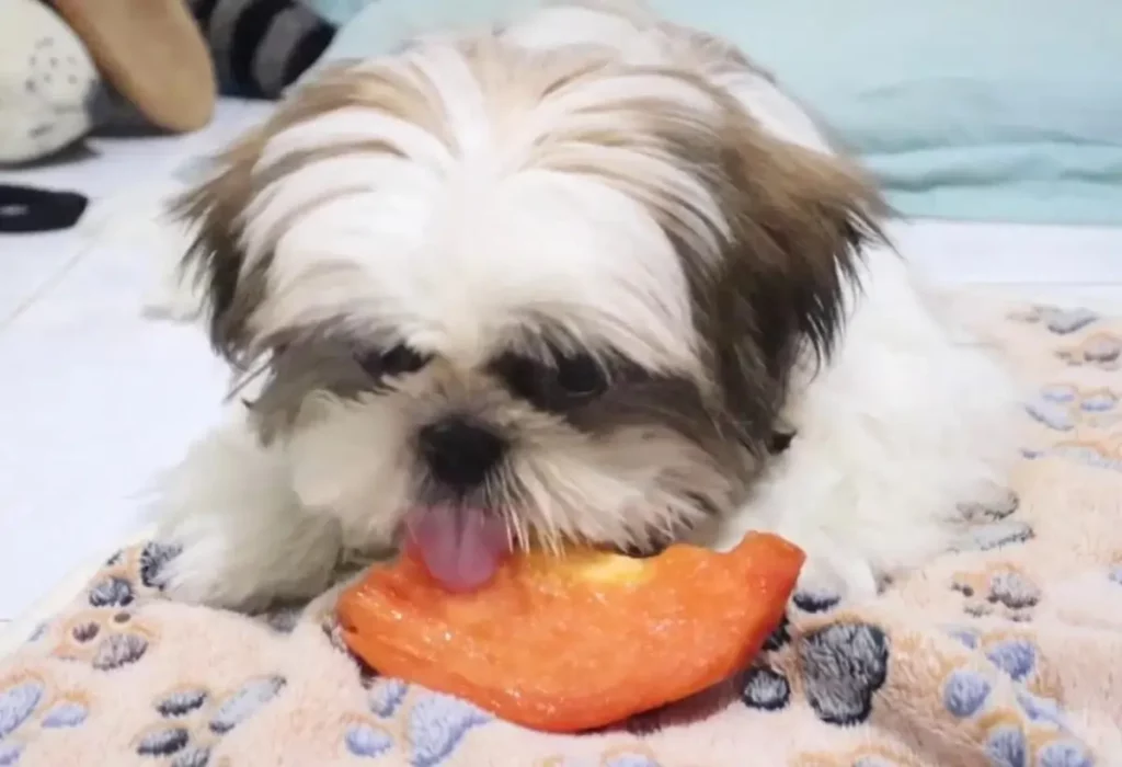 Um cachorro Shih Tazu comendo um mamão.
