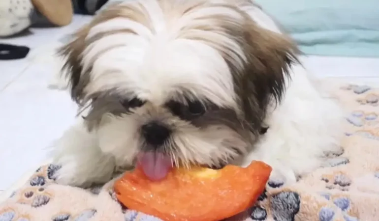 Um cachorro shih tazu comendo mamão.