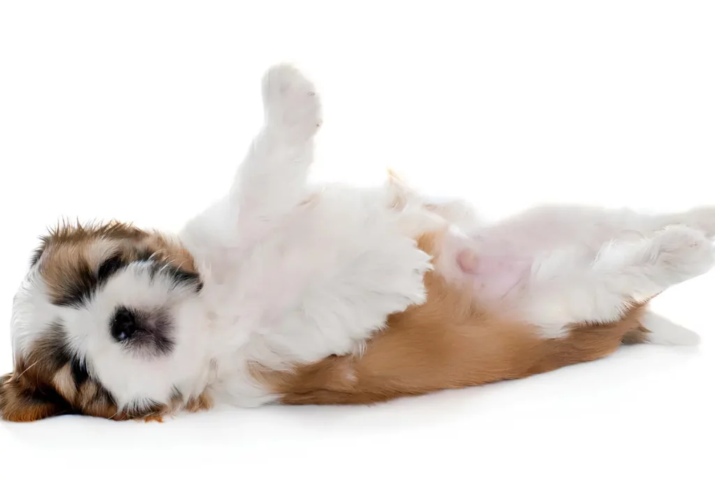 Um cachorro da raça Shih Tzu com hérnia umbilical.