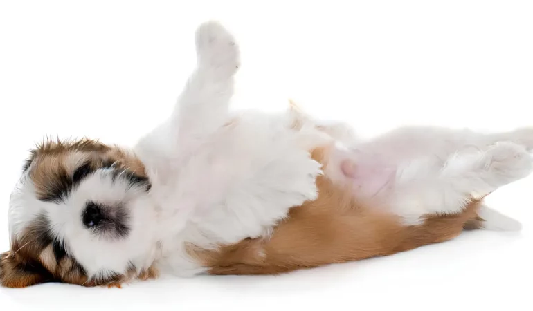 Um cachorro shih tzu com uma hérnia umbilical