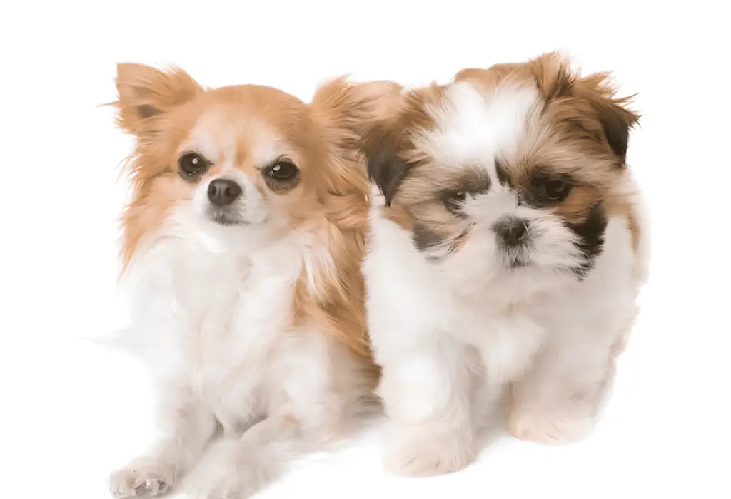 Dois cães juntos sendo um da raça Chihuahua e outro Shih Tzu.