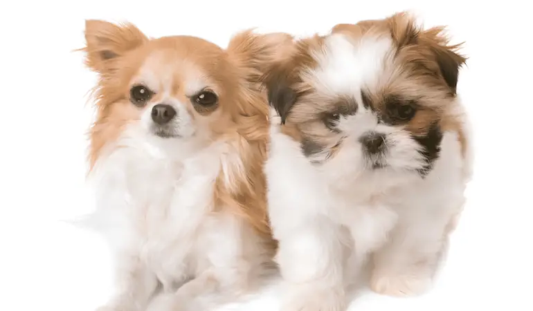Dois cães juntos sendo um da raça Chihuahua e outro Shih Tzu.