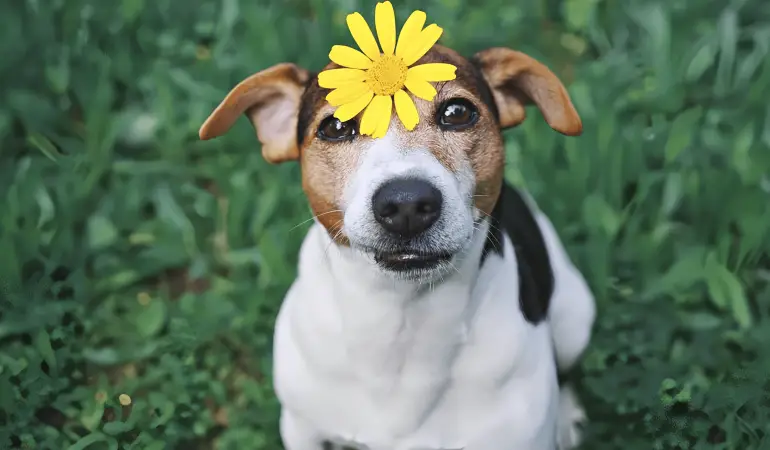 um cachorro vira lata com um flor em sua testa, ele esta sentado.