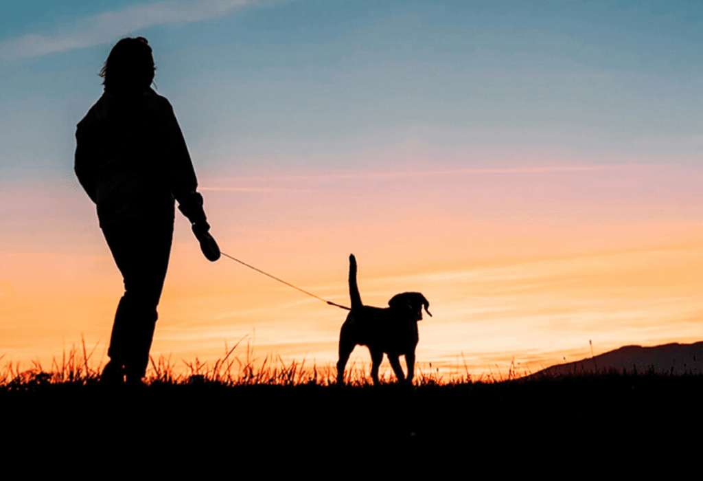 uma pessoa passeando com seu cachorro ao por do sol.