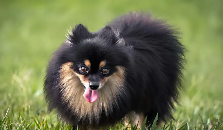 um cachorro da raça lulu da pomerânia na pelagem escura em um gramado.
