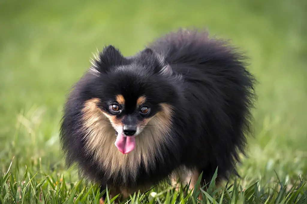 um cachorro da raça lulu da pomerânia na pelagem escura em um gramado.